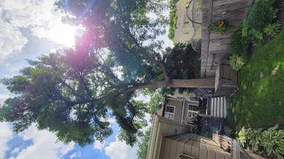 Green Ash Keith Corliss 2