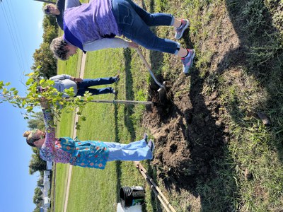 Tree Planting in Washburn