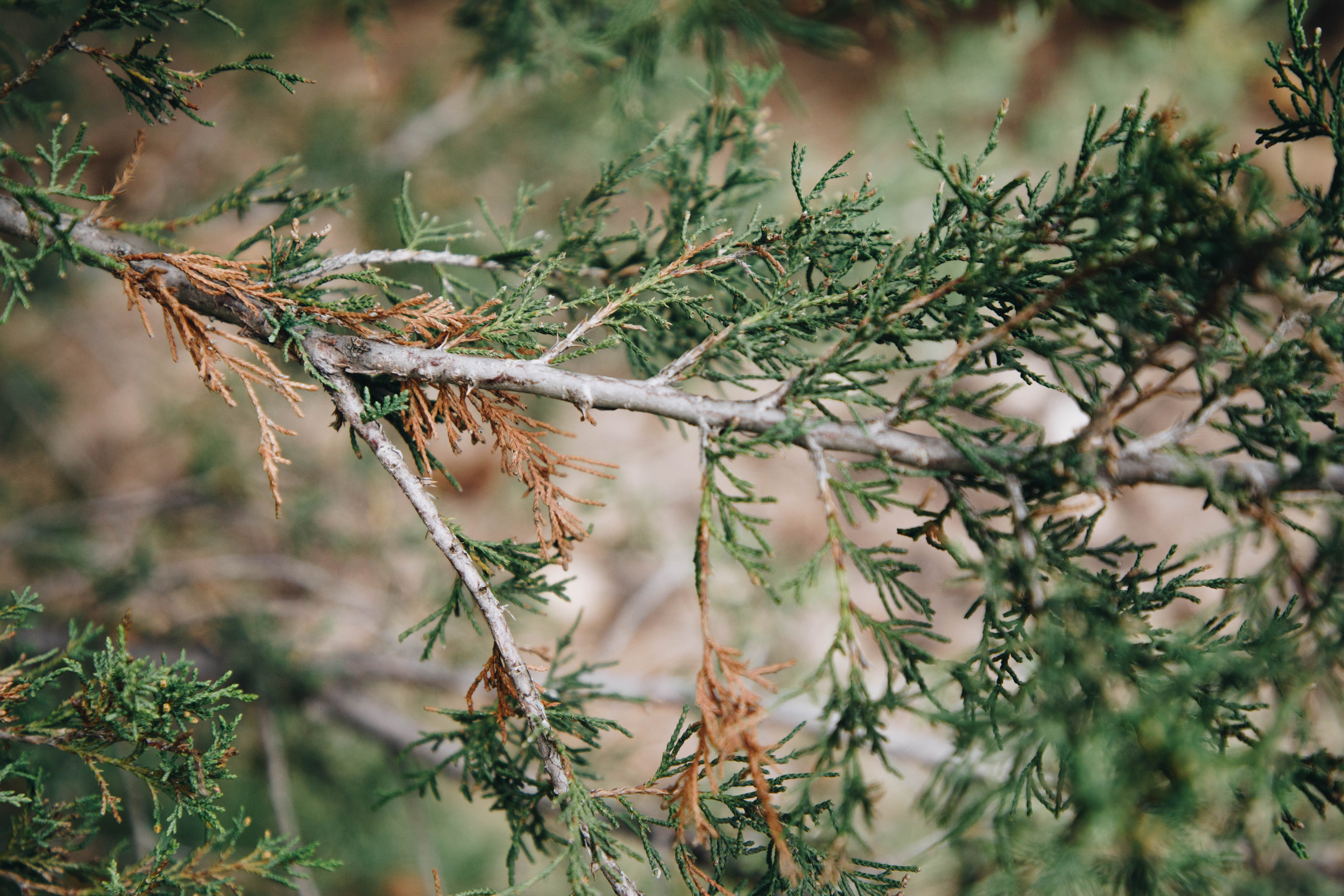 Juniper Needle Drop