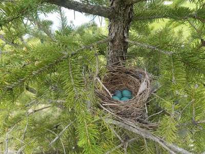 McVille 5th Graders Discover Robins Nest on Arbor Day Walk