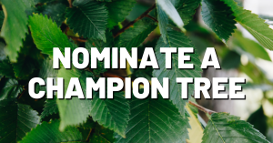 Nominate a Champion