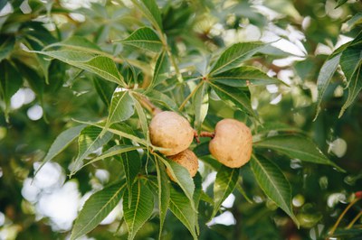 Ohio Buckeye 1