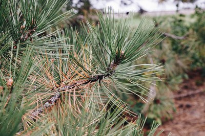 Pine Needle Drop