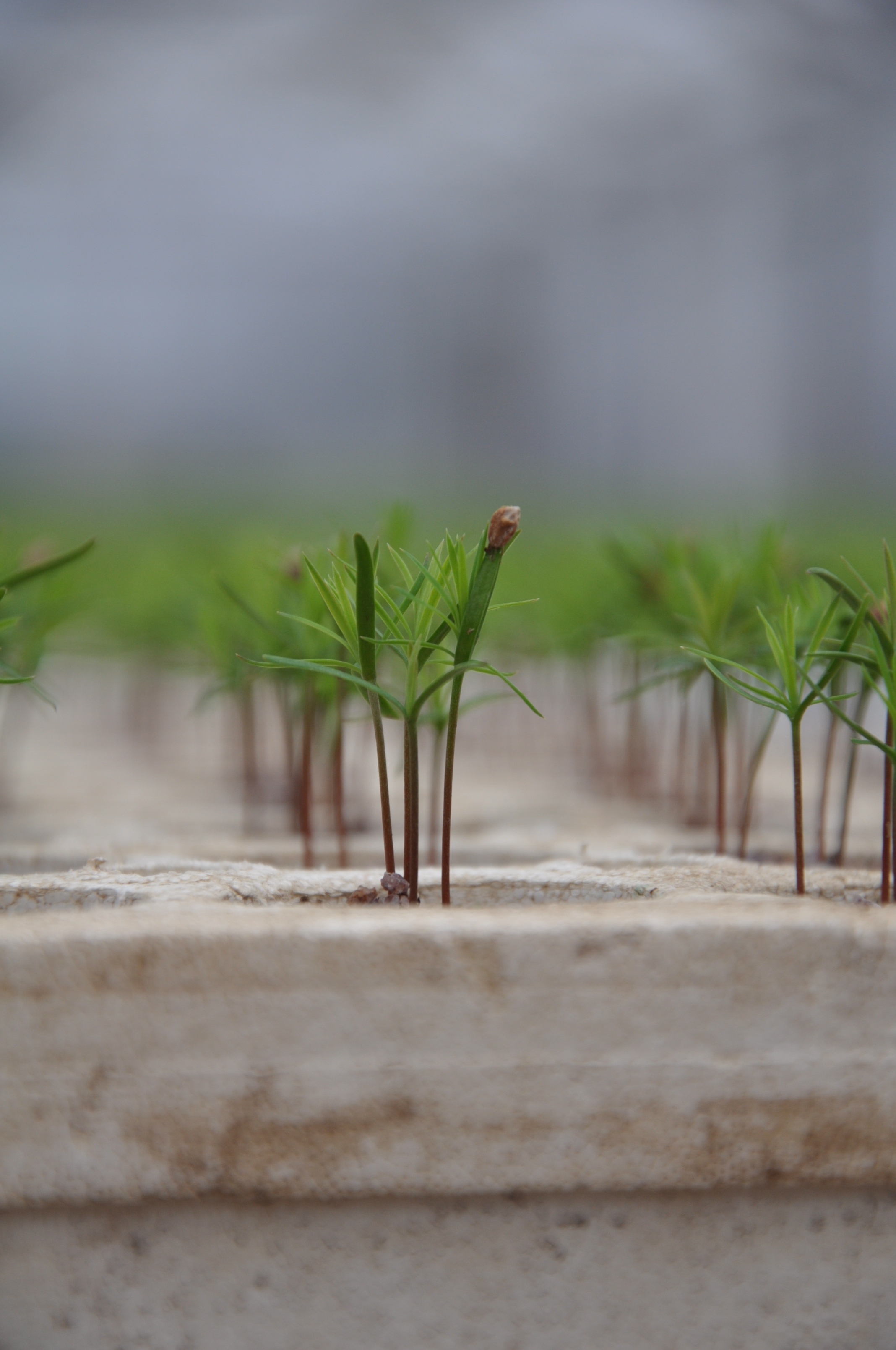 Pine seedling at Towner ab11