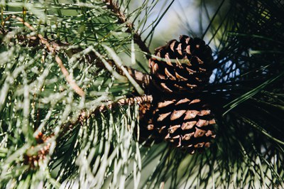 Ponderosa Pine 1