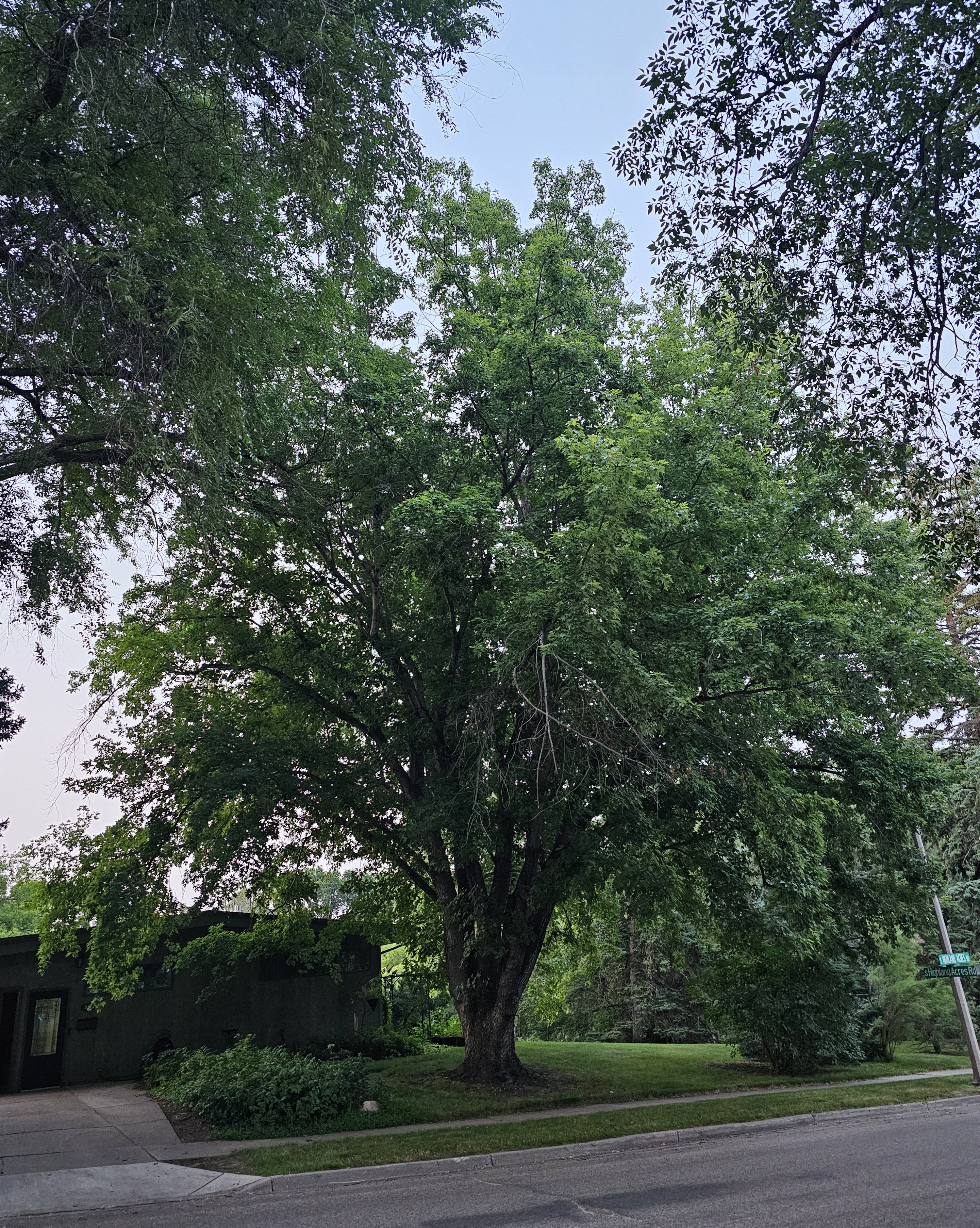 Silver Maple