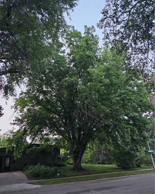 Silver Maple
