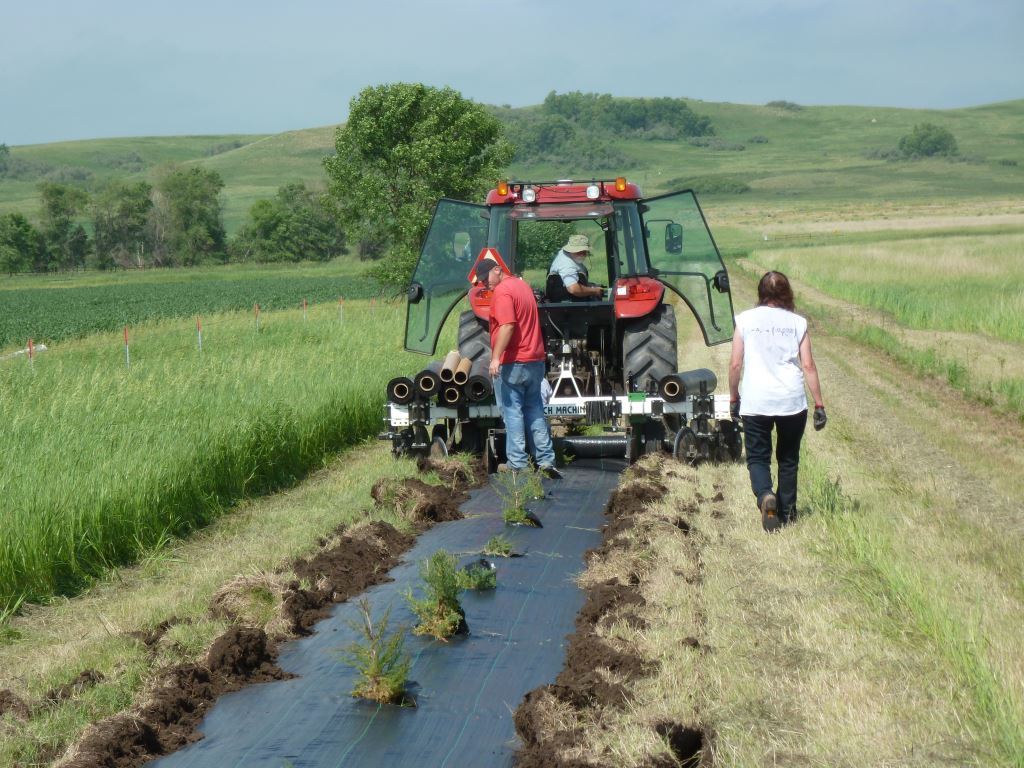 Smith Grove New Planting