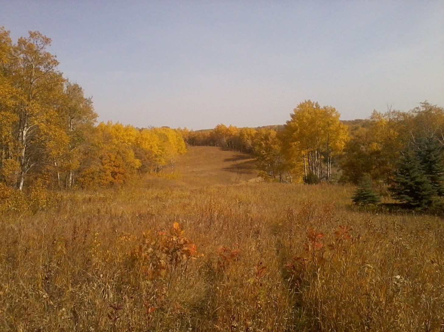 State Forest Fall