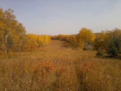State Forest Fall