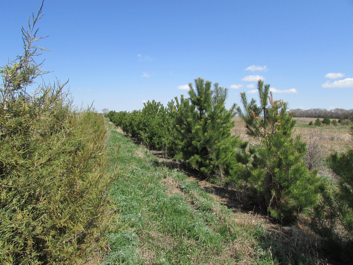 Tree Rows  Kidder Co