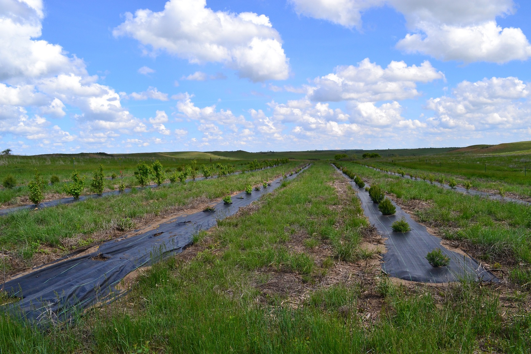 Wildlife Planting  Burleigh Co