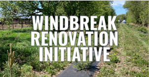 windBREAK RENOVATION INITIATIVE BUTTON SMALL