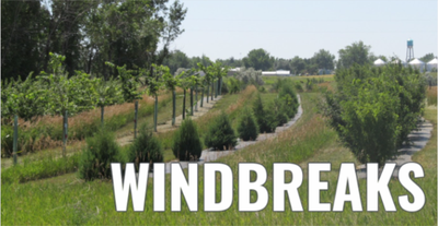 WINDBREAKS BUTTON