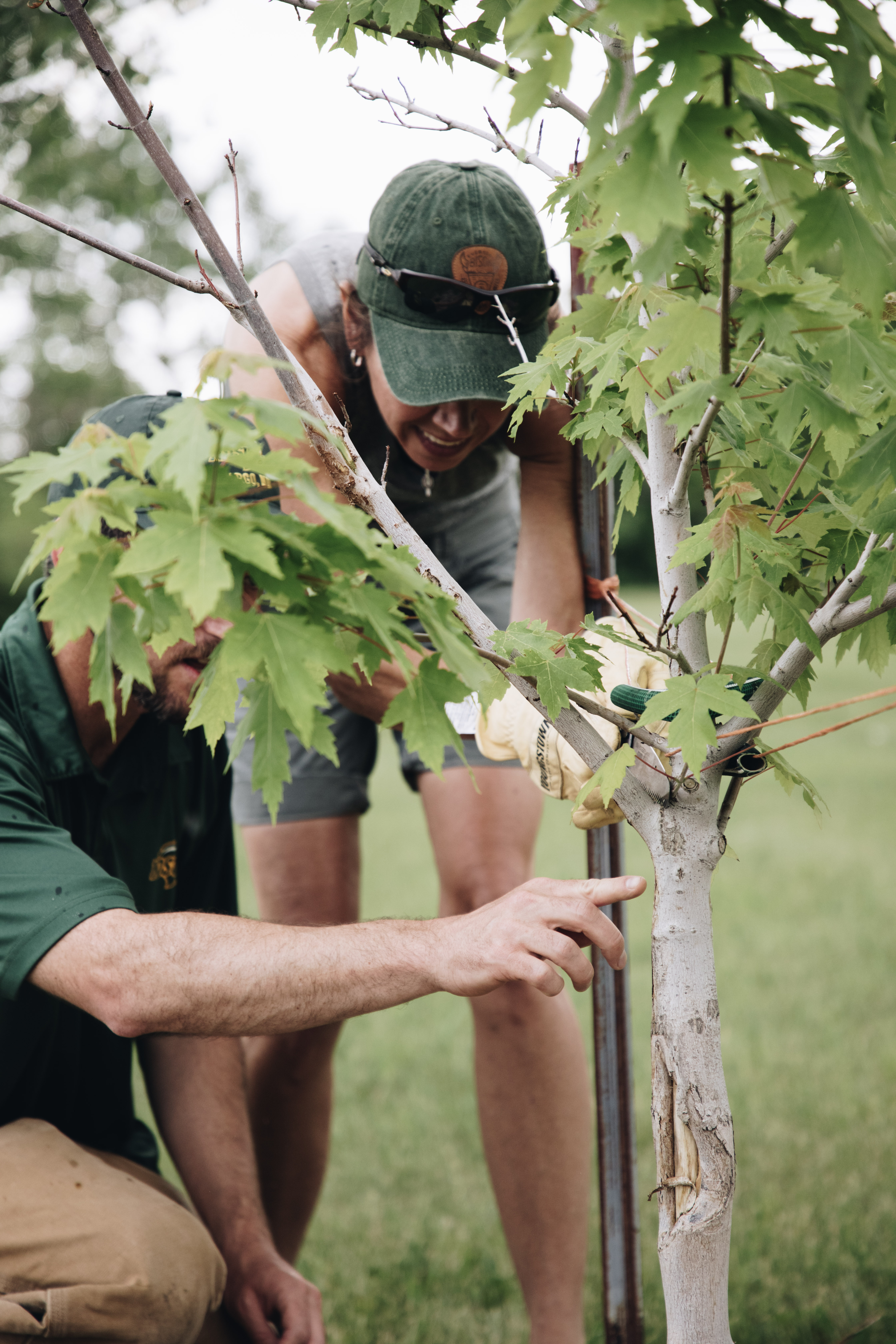 IRA tree pruning