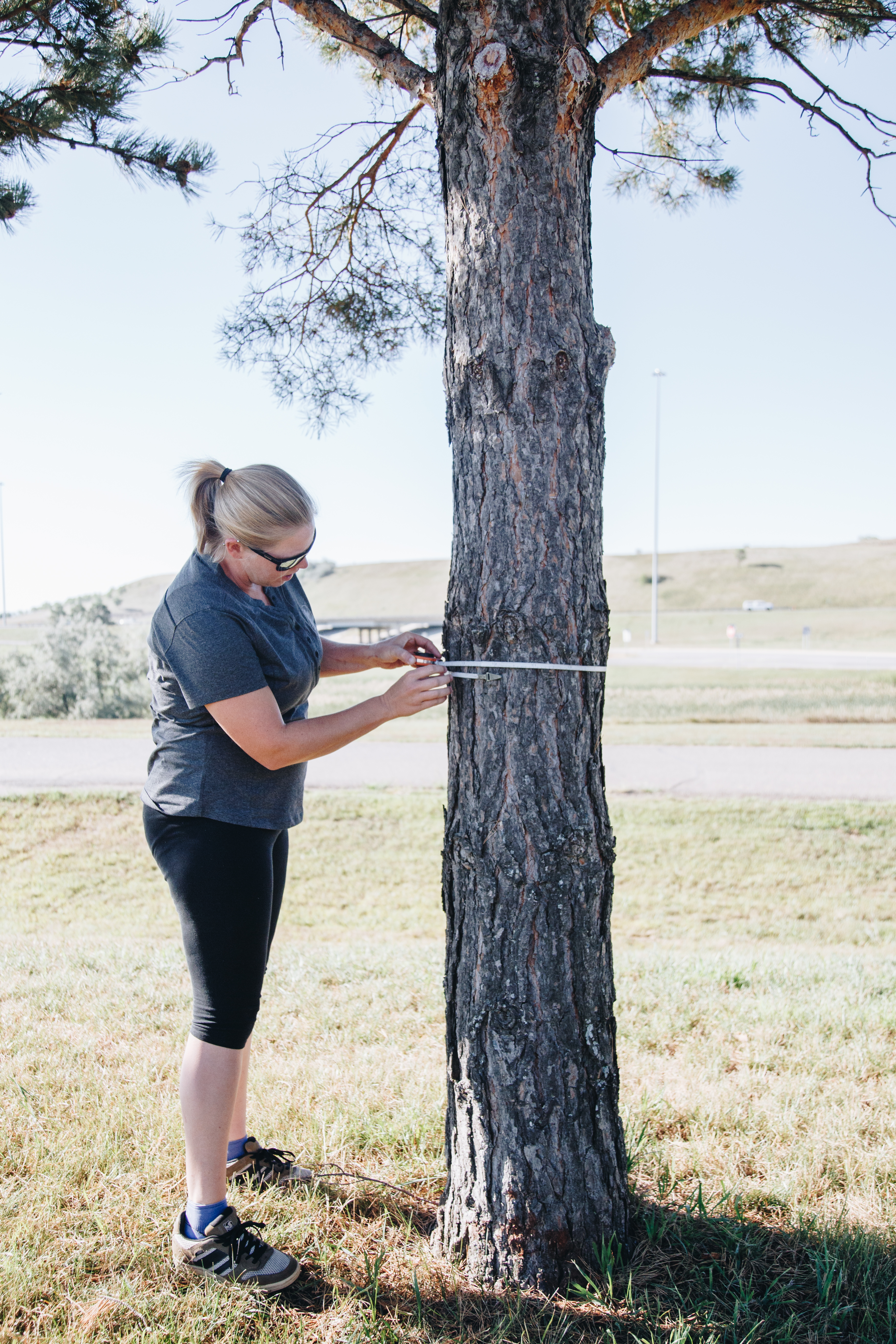 Tree inventory