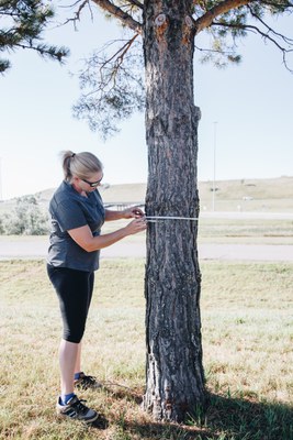 Tree inventory
