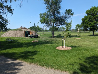 IRA tree planting