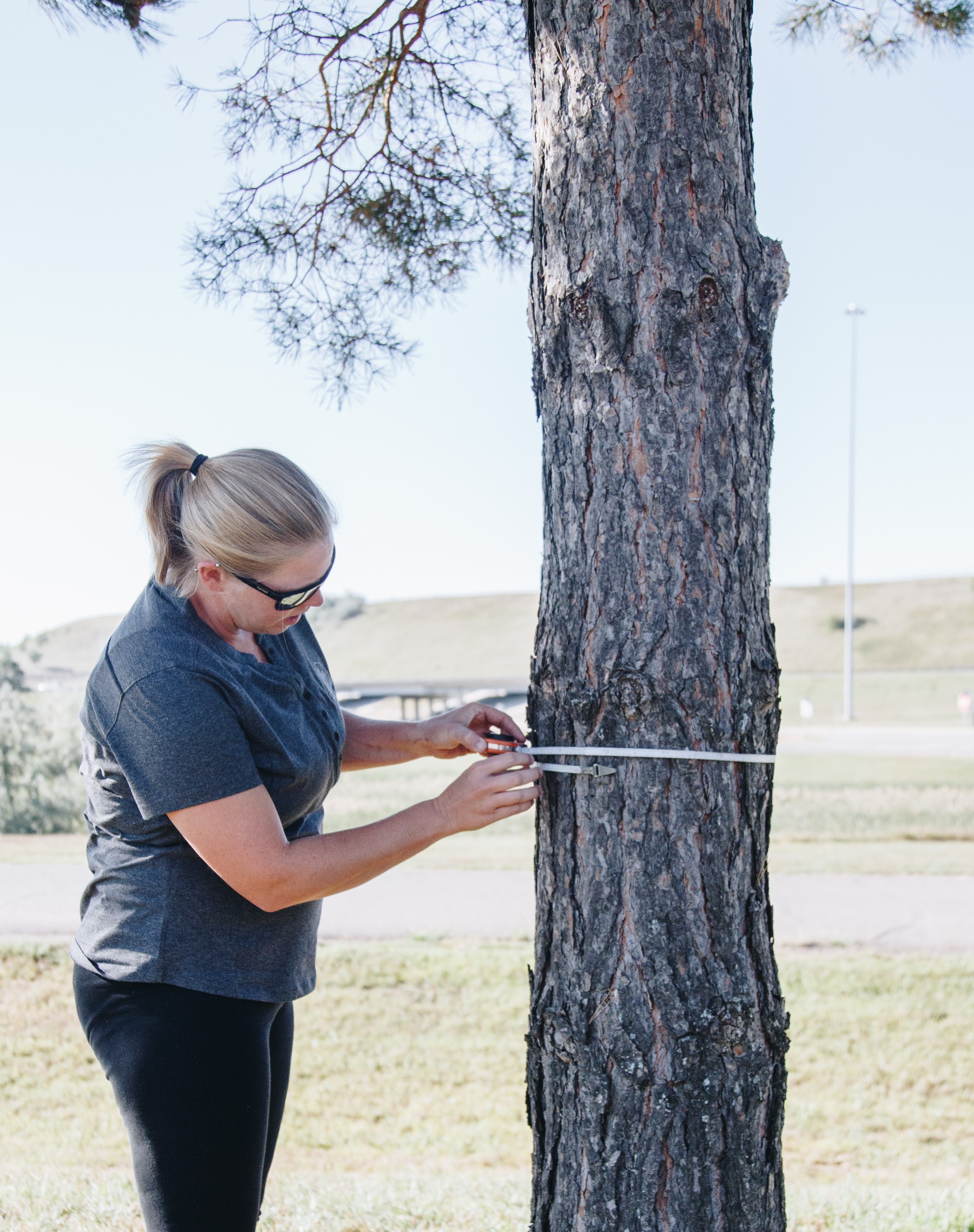 IRA Tree inventory