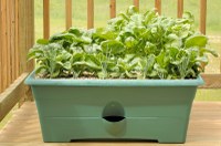 Try Indoor Herb Gardening