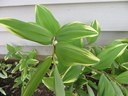 Variegated Solomon's Seal:  2013 Perennial Plant of the Year