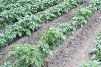 Focus on Potato: Preventing the Spread of Potato Viruses: What Insecticides Can and Cannot Do