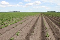 Herbicide Carryover in the Soil, What Does it all Mean?