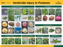 Herbicide Injury in Potato