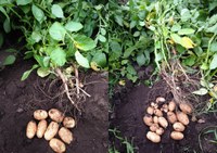 Understanding Potato Stem Number