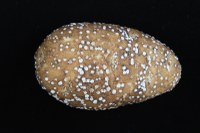 Managing Lenticel Spot on Potato Tubers