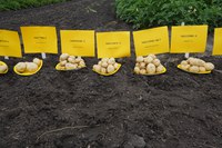 NDSU Potato Breeding Program Handout