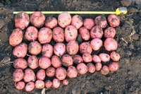 Northern Plains Fresh Market Potato Cultivar/Selection Trial Results for 2016
