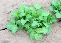 Signs of Metribuzin Damage in Potato