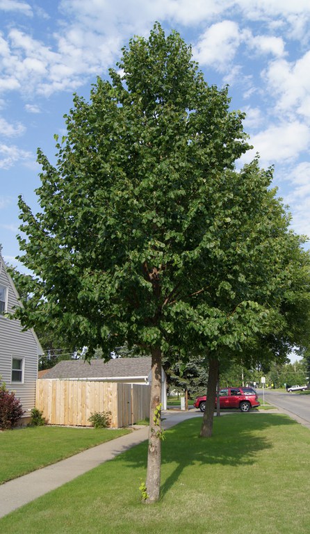 This Mongolian linden in Fargo, North Dakota, is less than 23 years old and growing fast. (NDSU photo)