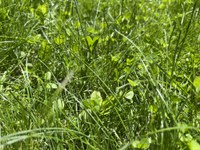 A bee lawn combines flowering plants for pollinators with low maintenance turfgrass. (NDSU photo)