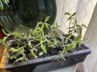 To keep seedlings and transplants healthy and prevent disease issues, use new potting soil or a seed-starting mix. (NDSU photo)