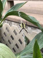 Black and yellow garden spiders are not aggressive and are even beneficial as they feed on flies, grasshoppers and beetles. (NDSU photo)