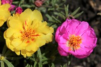If you have a bare spot in your garden or if you want to add a special accent to your container planting, consider moss rose. (Pixabay photo)