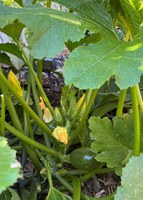 Zucchini should be picked when it is 6 to 8 inches long. (NDSU photo)