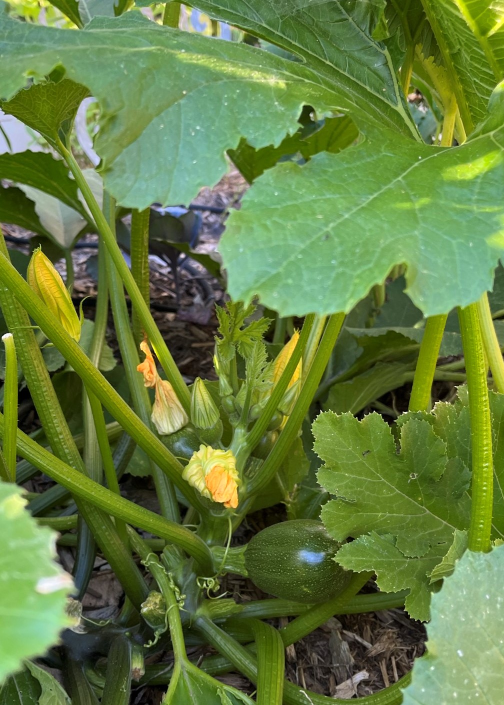 Zucchini should be picked when it is 6 to 8 inches long. (NDSU photo)