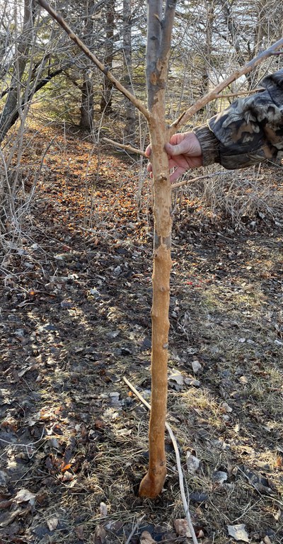 Snowdrifts allowed the rabbits to eat several feet of bark on this tree a few winters ago; without the bark, the tree died. (NDSU photo)