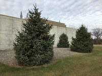 Though only 15 feet tall, these Meyer spruce trees are already mature, having already reproduced. (NDSU photo)