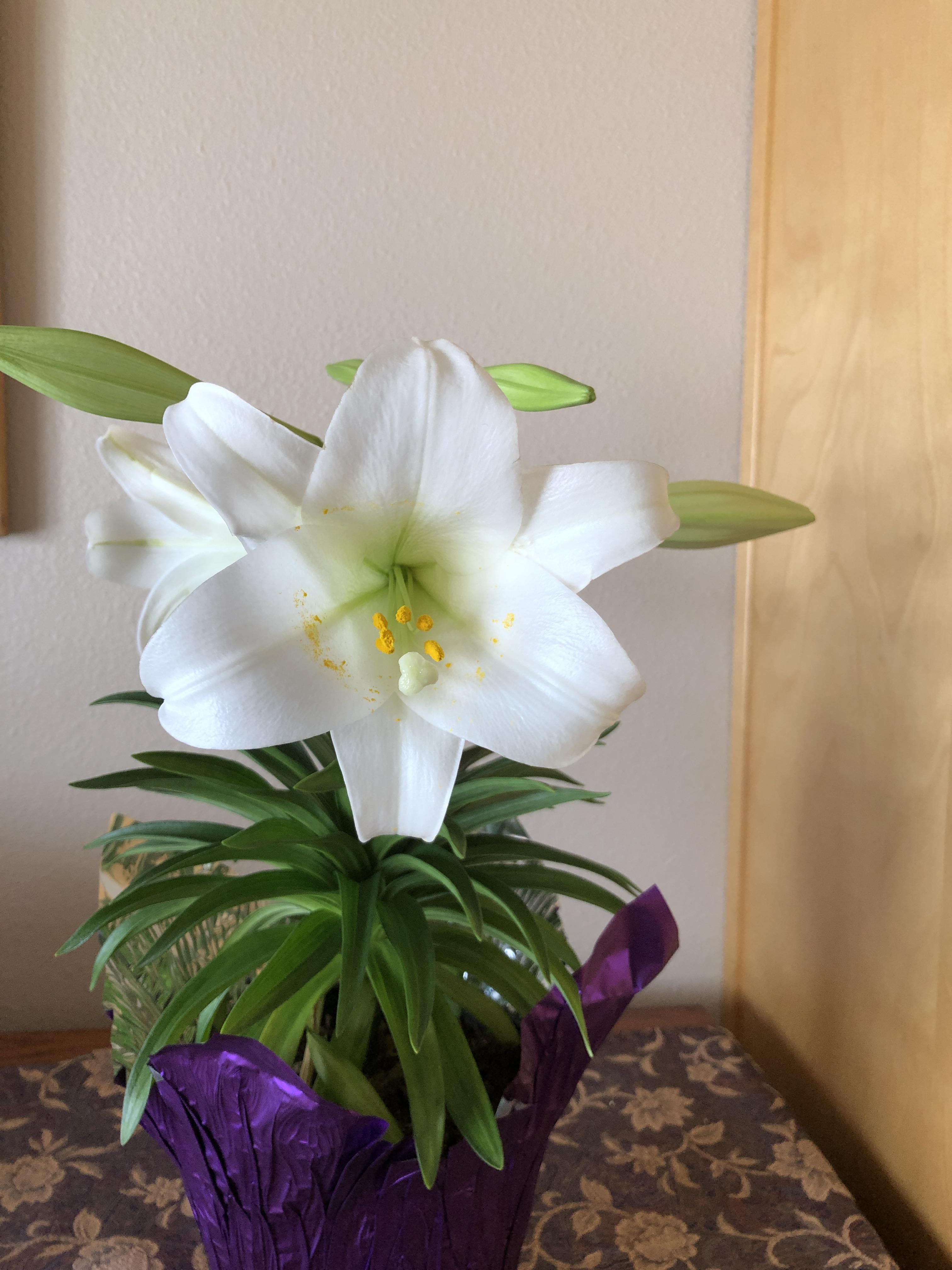 Remove the pollen-producing stamens to extend flower life and to prevent a mess. (NDSU photo)