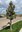 Located on a Williston, North Dakota, boulevard, this Silver linden tree is incredibly rare in North Dakota. (NDSU photo)