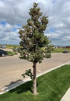 Located on a Williston, North Dakota, boulevard, this Silver linden tree is incredibly rare in North Dakota. (NDSU photo)