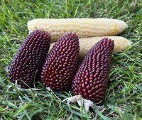 Different than sweet corn and field corn, popcorn is a type of corn with kernels that burst when heated. (NDSU photo)