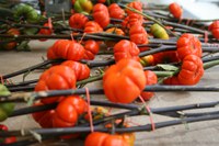 Pumpkin-on-a-stick is an ornamental eggplant that can be eaten in things like stir fries or used for fall decorating. (Flickr photo by Pattie, CC BY-SA 4.0)