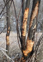 Surprisingly, it wasn't jackrabbits that damaged this chokecherry at Knife River Indian Villages National Historic Site. It was actually porcupines. (NDSU photo)