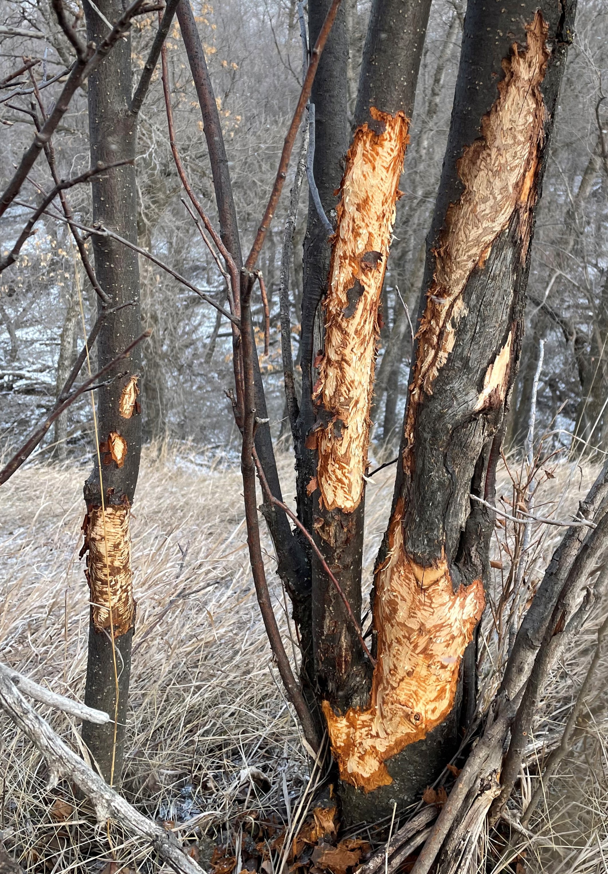 Surprisingly, it wasn't jackrabbits that damaged this chokecherry at Knife River Indian Villages National Historic Site. It was actually porcupines. (NDSU photo)