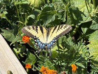Swallowtail butterflies are important pollinators and their colorful, scaled wings, dabbed with yellow and blue, are a delightful sight among the flowers. (NDSU photo)